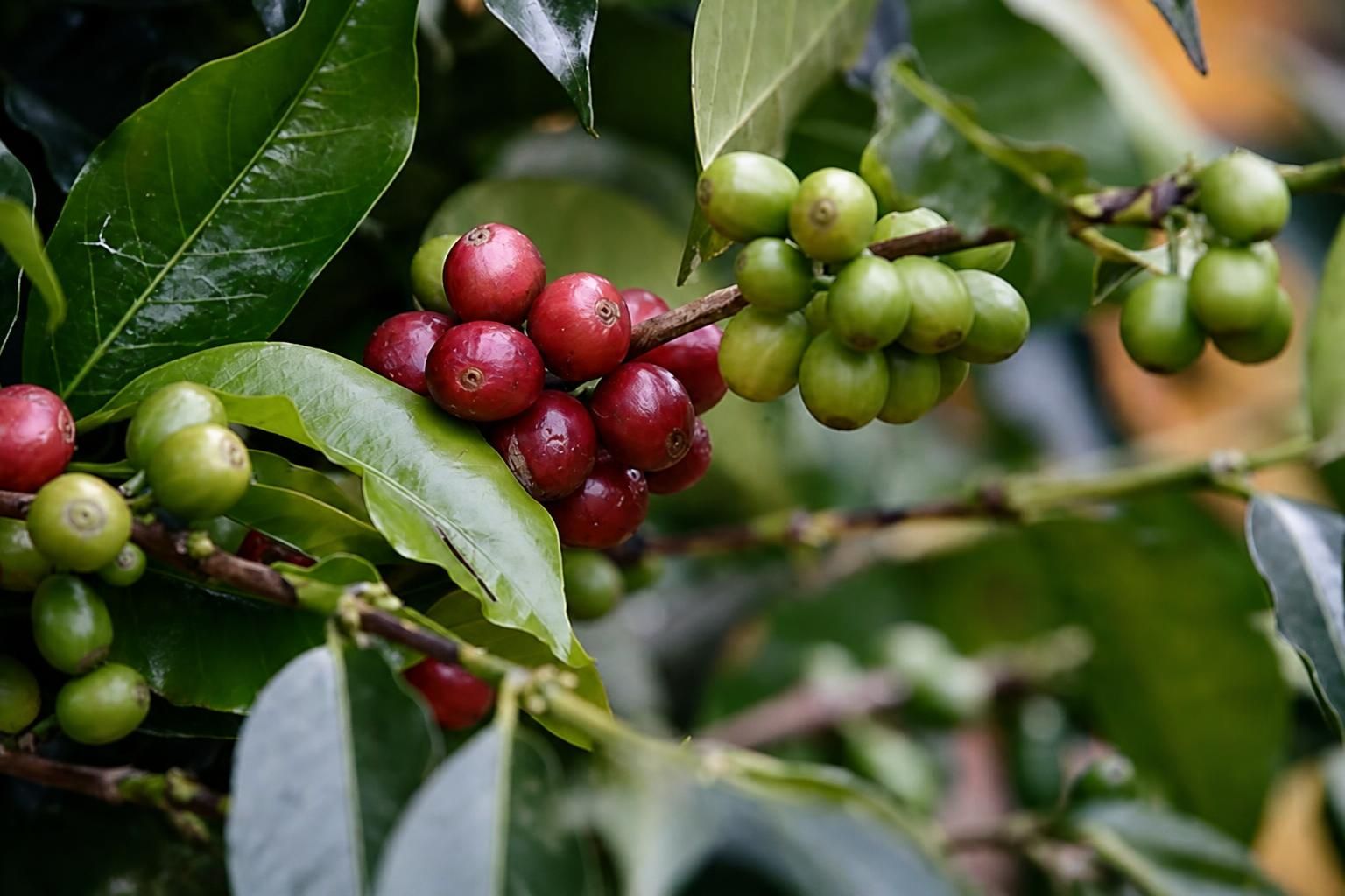 Minam facilita S/2 millones en créditos para productores de cacao y café en San Martín