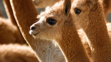 Población de vicuñas en áreas naturales protegidas crece 41,2 % y se fortalece su conservación