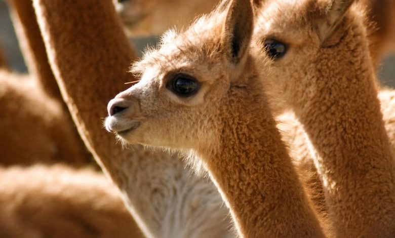 Población de vicuñas en áreas naturales protegidas crece 41,2 % y se fortalece su conservación