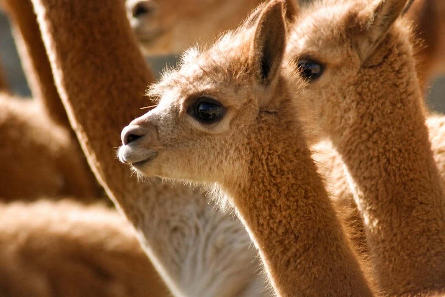 Población de vicuñas en áreas naturales protegidas crece 41,2 % y se fortalece su conservación