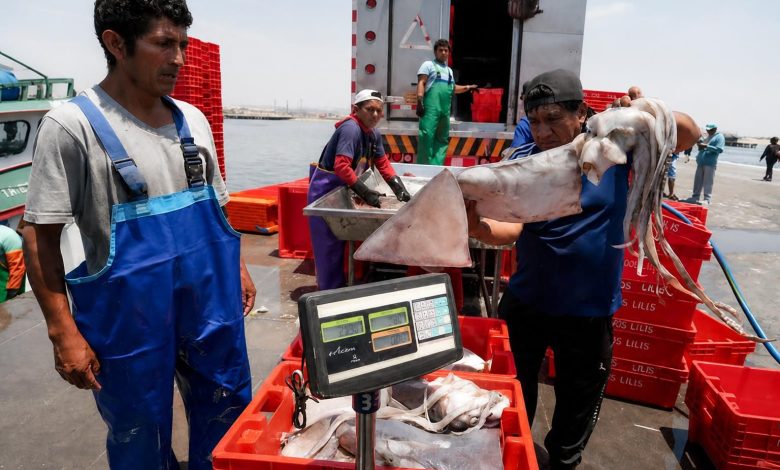 Produce amplía cuota de pesca de pota y dispone la reactivación con más de 82 mil toneladas