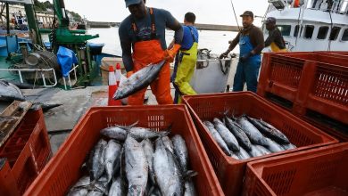 PRODUCE fija en 118,200 toneladas el límite de captura de bonito para 2026
