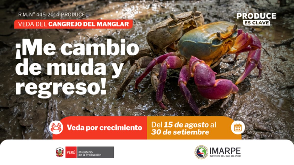 Cangrejo del manglar en veda por crecimiento