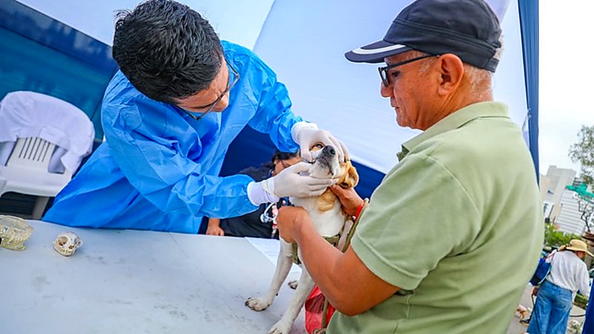 Municipalidad de Lima brindó más de 1000 atenciones veterinarias gratuitas durante el FestiPet