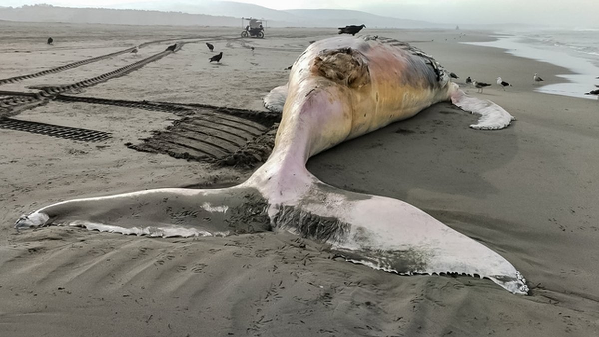IMARPE registra el varamiento de una ballena jorobada en Arequipa
