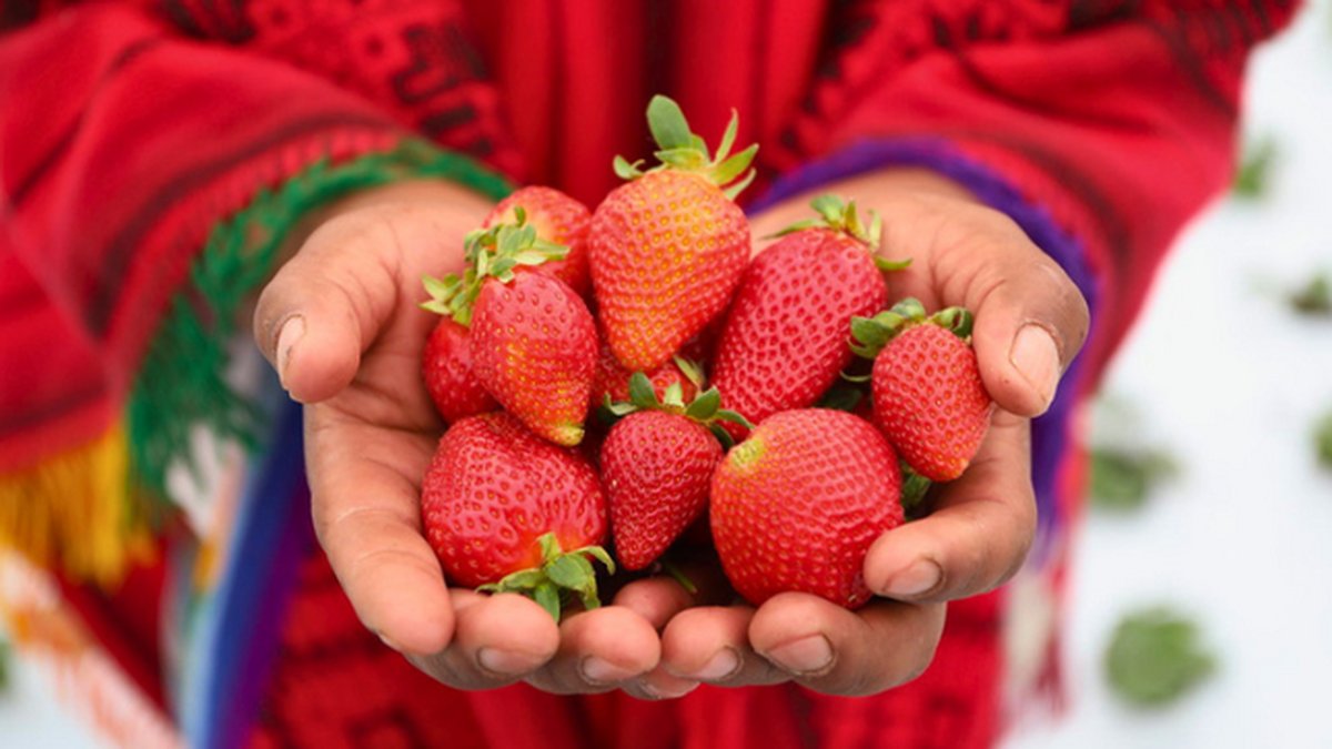MIDAGRI: Fresa peruana apunta a convertirse en un nuevo producto bandera del país