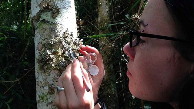 Investigadores desarrollan siete tours para aprender ciencia en el bosque nuboso de Oxapampa