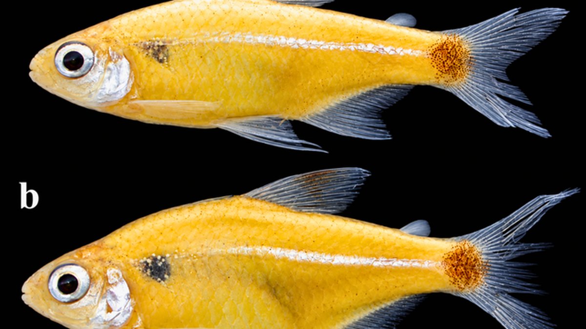 Investigación liderada por especialista del IIAP identifica una nueva especie de pez en Sudamérica