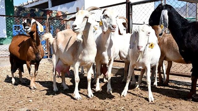 Ica: INIA insemina cabras de productores de Chincha con semen de alta calidad genética