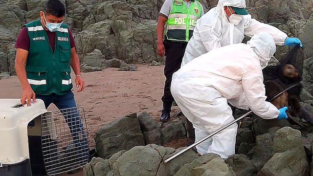 Moquegua: Serfor refuerza acciones para proteger la fauna silvestre marina en Ilo