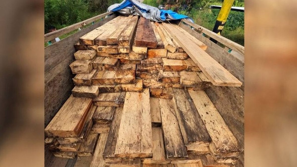 Primera Sala Penal de Apelaciones anula sentencia y ordena nuevo juicio por tráfico ilegal de madera