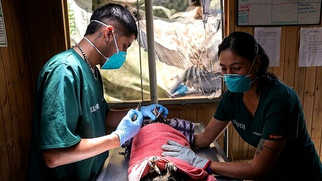 Arequipa: Serfor libera águila mora tras su rescate y recuperación