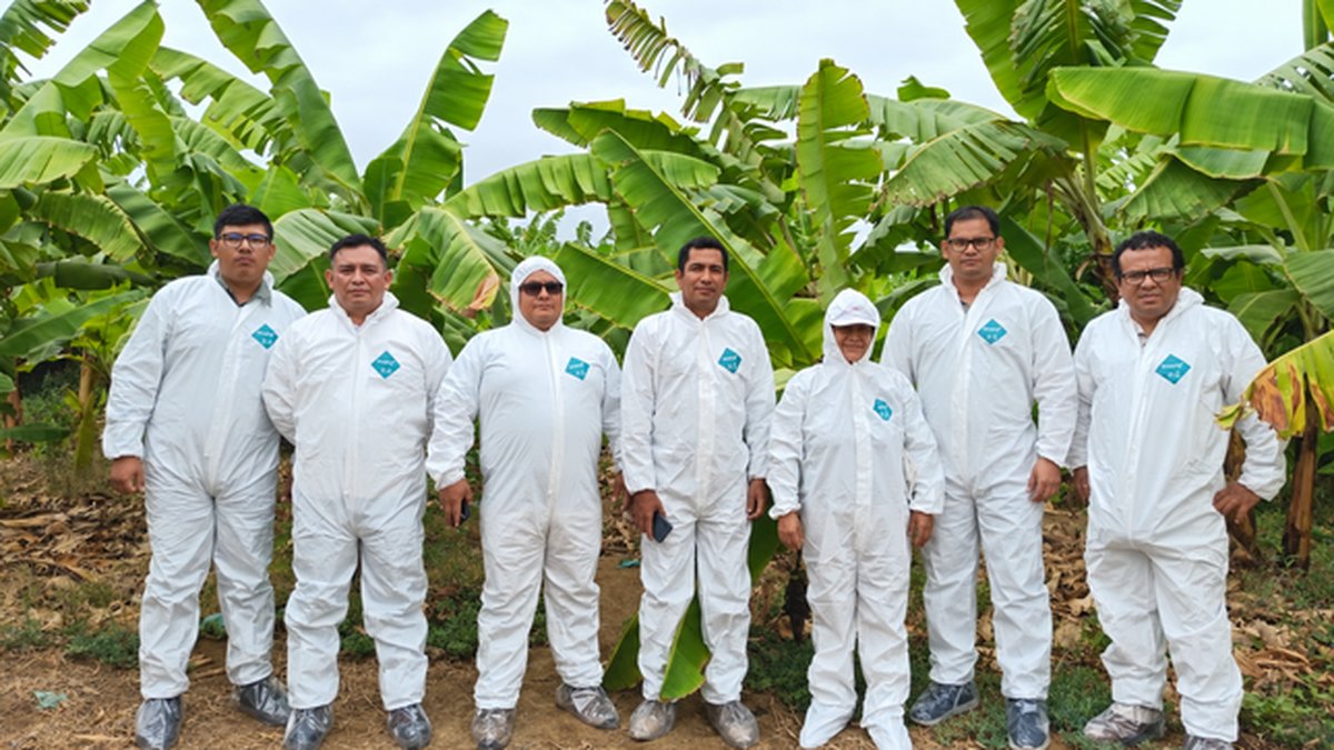 Gobierno Regional Piura evalúa alternativas para el manejo del Fusarium R4T en Morropón