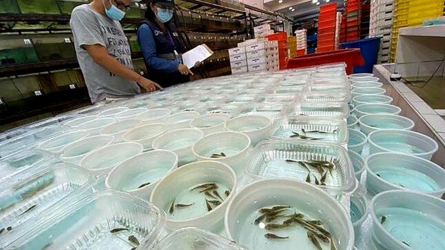 Peces ornamentales de la Amazonía ingresan a mercados internacionales con respaldo sanitario de PRODUCE