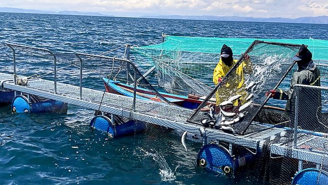 Perú lidera en APEC herramienta para detectar enfermedades en tilapia y trucha