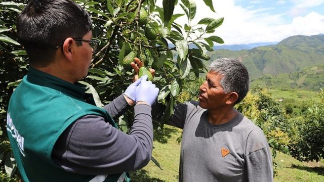 MIDAGRI: Perú consolida su liderazgo mundial en palta Hass con 505 mil toneladas exportadas en el primer semestre de 2026