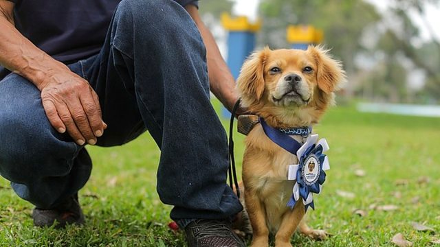 Municipalidad de Lima fortalece el vínculo entre vecinos y sus mascotas con taller de adiestramiento canino