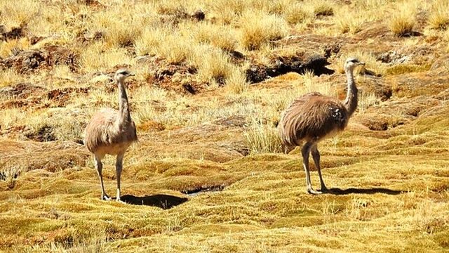 Minam ejecuta un proyecto de inversión de cerca de S/ 20 millones para proteger y recuperar al Suri en el sur del país