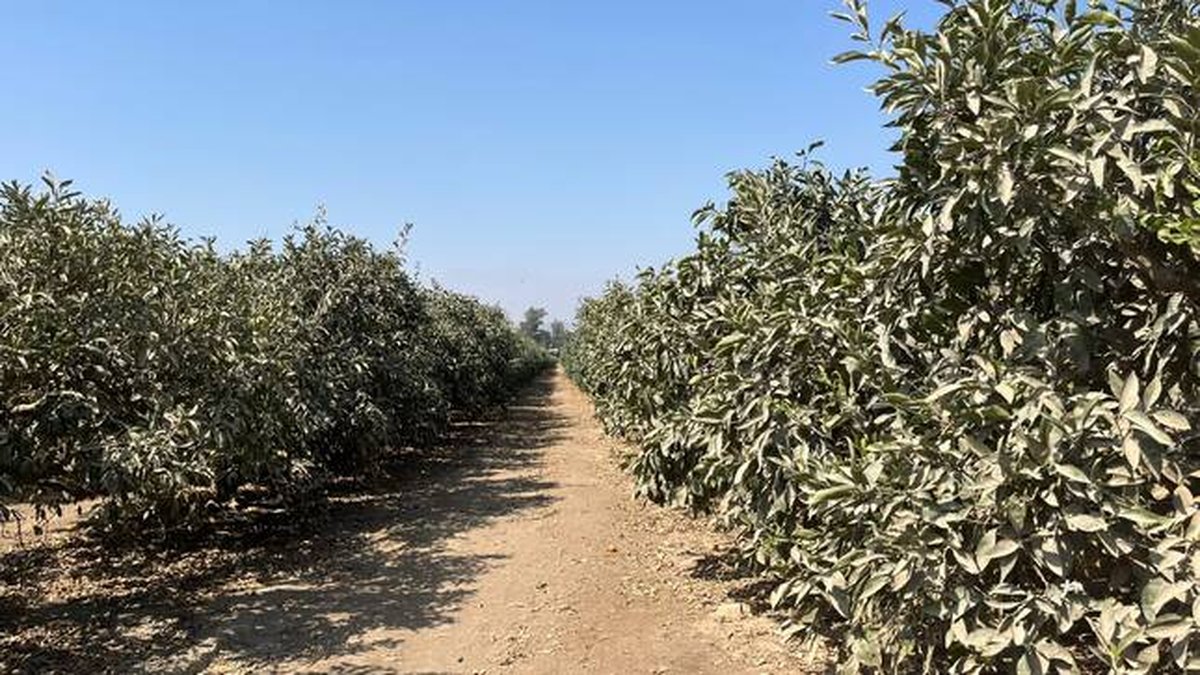 Temperaturas cálidas influyen el desarrollo de la campaña agrícola 2026-2027 en la costa peruana