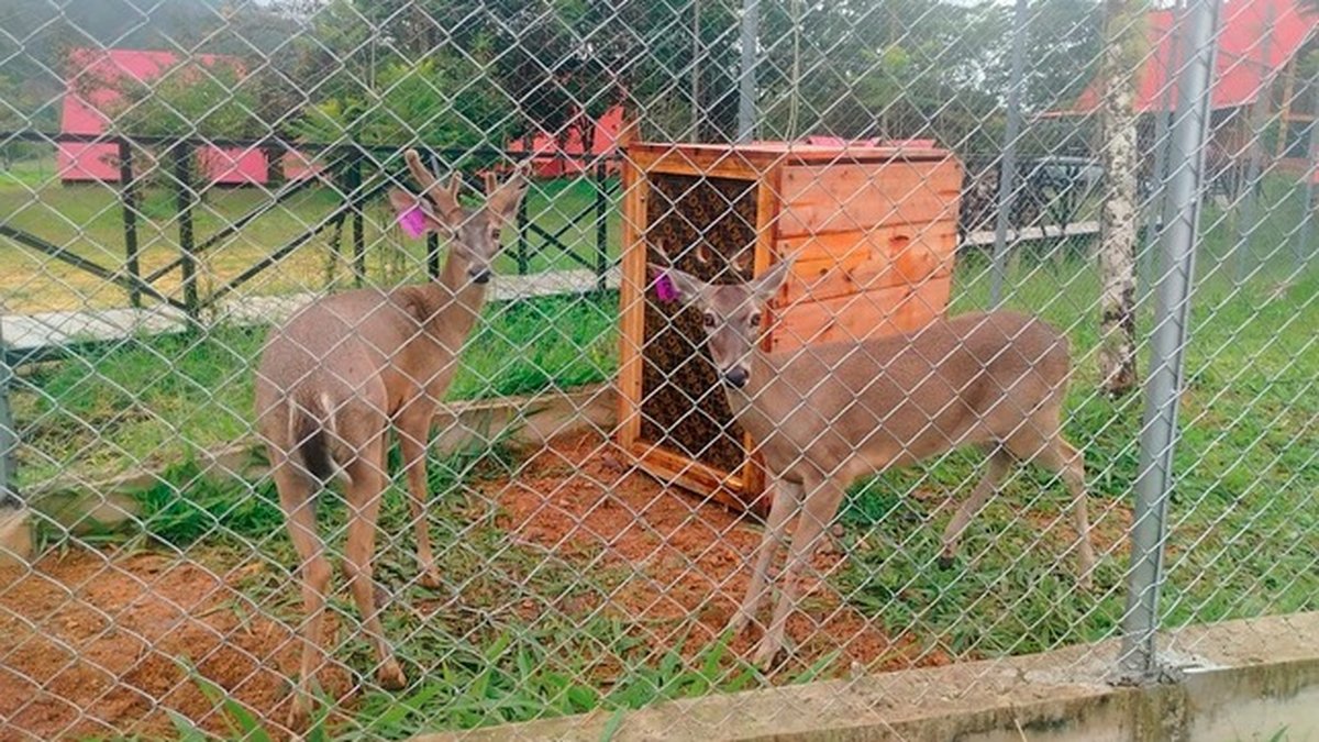 Pasco: SERFOR autoriza en Oxapampa el funcionamiento del primer zoocriadero de venados del departamento