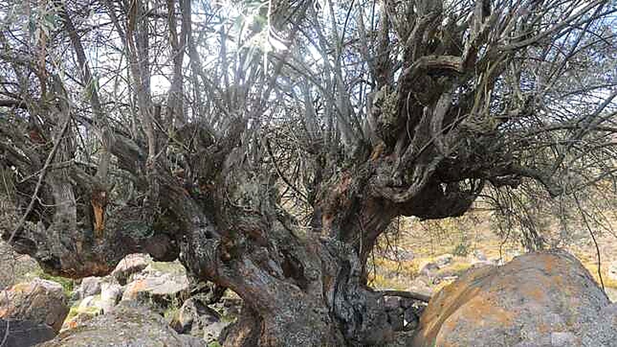 Arequipa: Condesuyos suma cuatro nuevos árboles patrimoniales entre 380 y 400 años de antigüedad