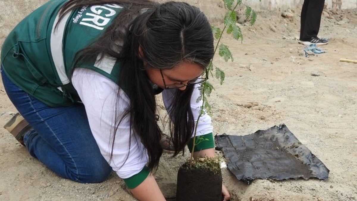 Ica:SERFOR impulsa la forestería urbana con plantación de más de 200 huarangos en Parcona