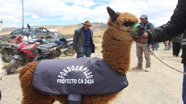 Mil chalecos térmicos protegerán a alpaquitas recién nacidas en las alturas de Puno