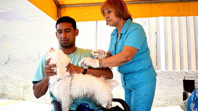 Más de 90 mil canes serán vacunados contra la rabia en Lambayeque