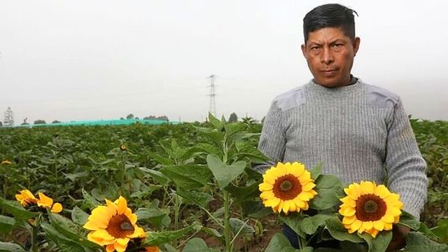 MIDAGRI: Flores amarillas impulsan el trabajo de miles de productores de la floricultura peruana