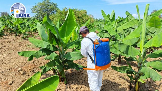 Gore Piura investiga alternativas para el manejo del fusarium R4T en parcela de banano en Sullana