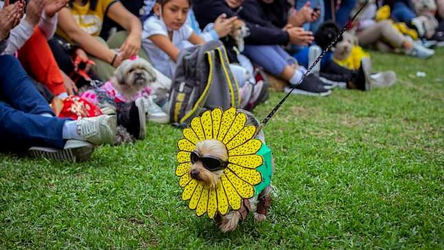 Municipalidad de Lima invita al FestiPet y lanza la campaña “Lima: actúa por sus vidas”