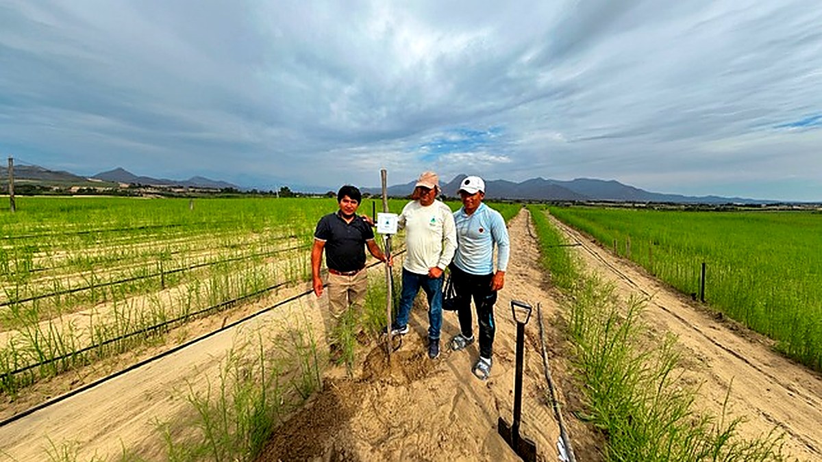Startup financiada por ProInnóvate optimiza el riego agrícola para incrementar el valor exportable de las frutas