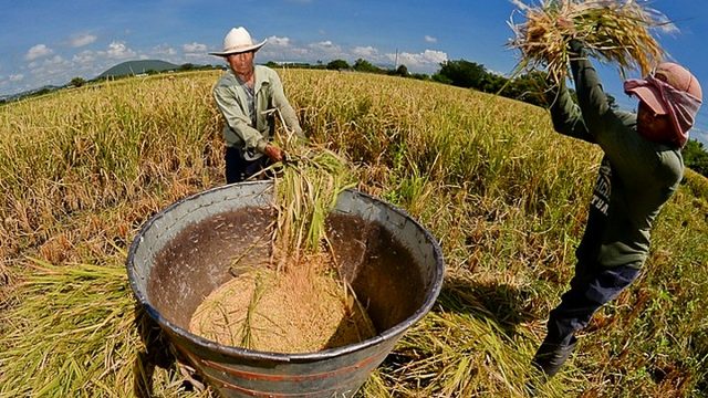 MIDAGRI: Producción de arroz alcanzó 3.7 millones de toneladas en 2025 y reúne a más de 74 mil productores