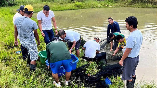 Loreto: DEVIDA fortalece la acuicultura en el Putumayo con nueva entrega de alevinos a productores