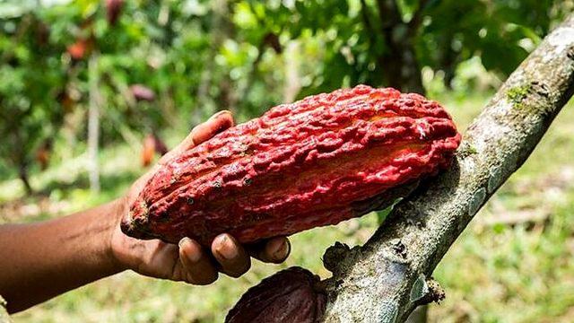 Loreto: INIA promueve técnicas orgánicas para mejorar la  fertilidad de suelos en cultivo de cacao