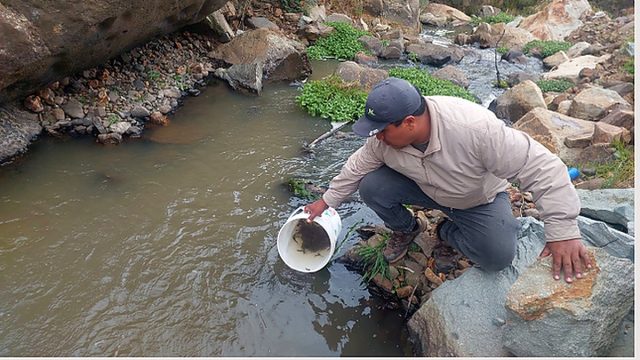 Huancabamba recibe 15 mil nuevas truchas para fortalecer la acuicultura altoandina
