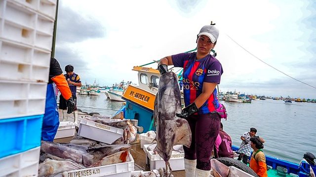 PRODUCE autoriza continuidad de actividad extractiva de pota durante El Niño 2026–2027, bajo una estrategia adaptativa de pesca exploratoria